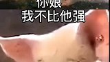 猪也会吃醋，更不用说人了！