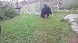 大猩猩被小孩激怒，一拳击碎钢化玻璃，场面一度不受控制！