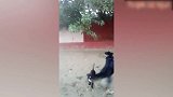 这群狗子太搞笑了，模仿主人，自己想摘树上的东西