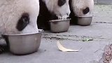 小熊猫排队整齐喝盆盆奶，被擦嘴的那只，你咋能那么凶！