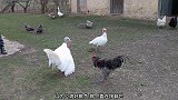 火鸡和公鸡养在一起容易打架，它们决斗时都是用脚踢来踢去