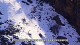 雪豹怕把尾巴弄湿直接咬着尾巴，下一秒忍住别笑，镜头拍下全过程