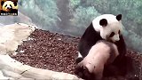 熊猫宝宝圆梦赖在妈妈怀里撒娇，欢欢此刻是什么想法呢？