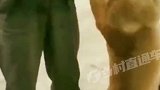 问君能有几多愁，恰似一个瓦罐套狗头