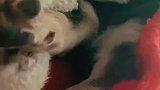 狗子陪主人远嫁后无聊的打滚