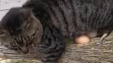猫：母鸡不在，我来帮会忙！