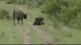 罕見！最勇猛的水牛！為救同伴，水牛把獅子顶飞十几米！