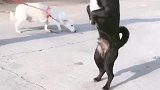 狗狗：铲屎的你看看我这舞跳的咋样呀！