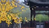 西安 西安古观音寺恢复开放啦！快去转转吧！