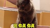 是你的梦中情猫吗