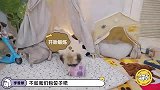 毛雪汪毛不易李雪琴剪自家养的小葱