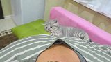 小奶猫爬到铲屎官背上，咬完衣服咬大金链子，真是个淘气鬼