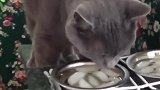 这只猫咪真的太幸福了，有这么多的好吃的，可别撑坏了啊