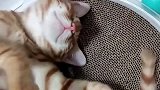 猫：这样睡觉，还真舒服，对腰好！