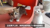 小流浪猫捡回来13天，抢食护食还和大猫打架，奶凶奶凶的