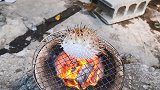 小伙作死烤河豚，活着的河豚直接丢火炉上，网友：叫救护车了吗？