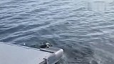 狗狗看到水就兴奋，结果速度太快直接掉进水里，好搞笑