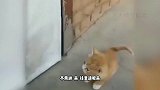 如果小动物会说话