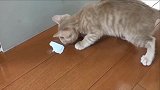 小猫撕胶带，粘在嘴上摆脱不掉，手足无措的样子好可爱
