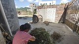刚刚摘回来的黑豆并不是黑色的，新鲜的黑豆颜色艳丽，可以打豆浆
