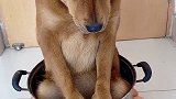 这些鸡蛋够了 我很满意