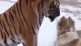 一起长大的老虎跟狗狗分离,3年后再次相遇都哭了
