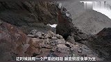这是什么鸟，出生二天就跳崖生存，结果想不到