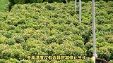 大叶黄杨的养殖方法和注意事项