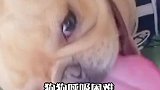 你知道狗狗呼吸困难是什么原因吗