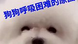 你知道狗狗呼吸困难是什么原因吗