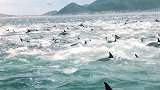 南非：渔民目睹数百只海豚围捕鱼群，座头鲸加入其中