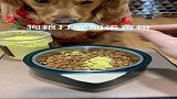 狗狗盖浇饭，新鲜的食材