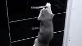 初生小猫不怕虎，摔一次，长长记性。