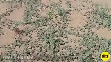 沙漠里的西瓜，连贝爷都不敢吃，所有部位都是有毒