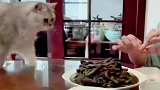 猫猫我啊，就是想吃