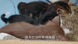 可爱的小崽子们，有爱，小奶猫呆萌亮相，小朋友把它们抱在怀里