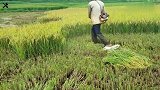 治愈系割稻机，还有双“标配”的鞋？