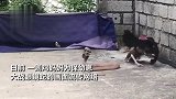 鸡妈妈为保幼崽大战眼镜蛇瞬间飞身先发制人，猛扑狠啄强硬驱赶
