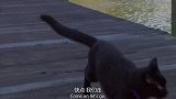 这只黑猫做主人的陪跑，主持人也想跟着一起跑，结果黑猫闹脾气了