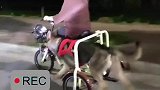 网友拍到女子骑三轮车遛狗，网友：在哪里能买到这种能遛狗的电动车