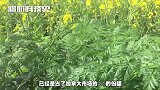 中国终止加方合同后，任然不放弃找各种证据求合作！
