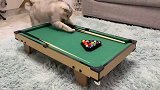 猫咪, 打个台球嘛, 有这么难吗