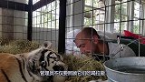 老虎得知管理员离职了，管理员临走前看老虎最后一眼，场面暖心