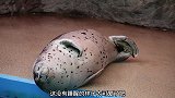 海豹正在睡觉，去水族馆的票是白买了，人家在休息