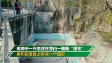 太勤快？动物园老虎笼内遛弯走出圆形 网友看后很担心
