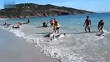 旅游-30条海豚同时搁浅.岸边人群奋力相救