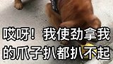 金毛就是破烂王，出门啥都要啥都捡的那种！