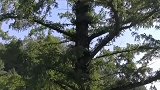 天下第一水杉树，在湖北利川市谋道镇