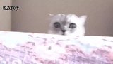 猫咪团子太霸气，看到小猫咪争宠眼神里充满“杀气”，太搞笑了