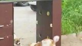 这狗长得确实有点丑